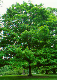 tree.jpg
