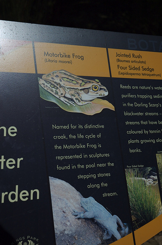 mbike frog.jpg