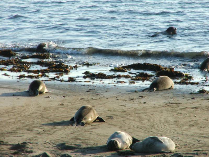 Elephant Seals on the way down south.