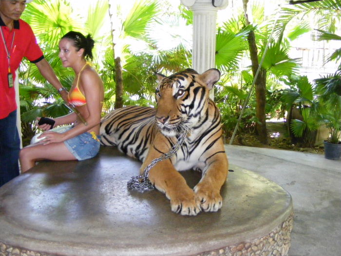 This is a very very large Tiger! The keeper has one arm!!