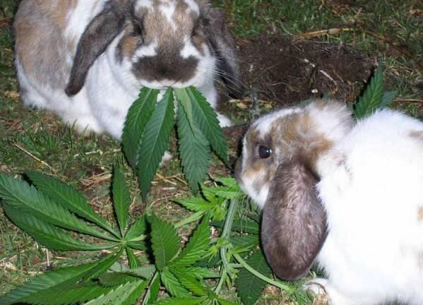 Crazy Rabbits!.jpg