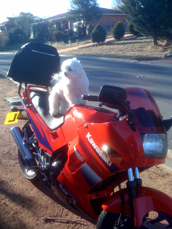 My GPX250 with my dog molly trying to be hardcore