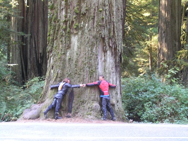 Ave of the Giants