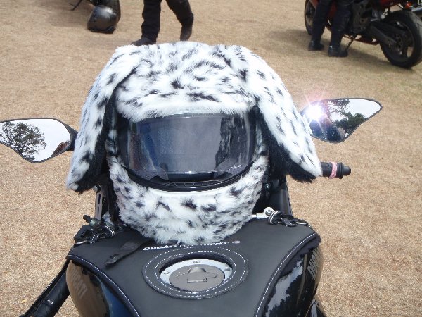 Dalmation Cover