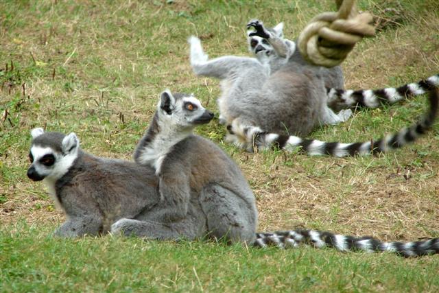 lemurs (Small).jpg