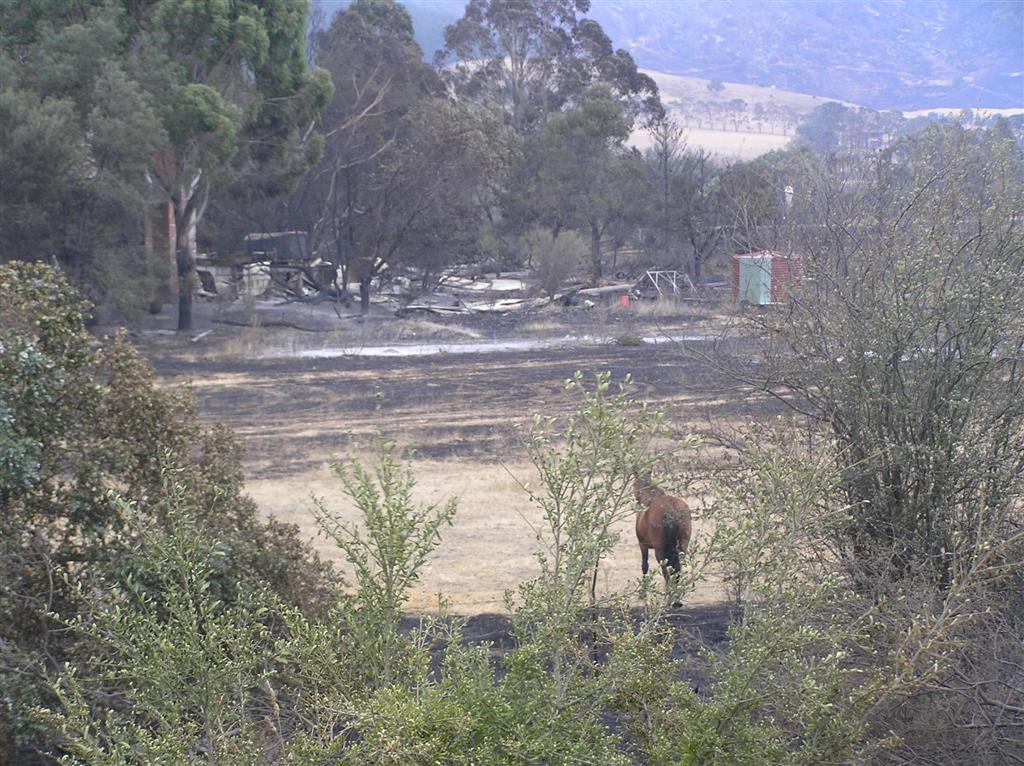 Another Neighbour, One Lucky Horse