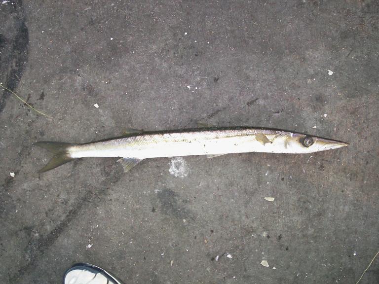 70cm Snook