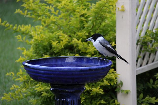 butcher bird