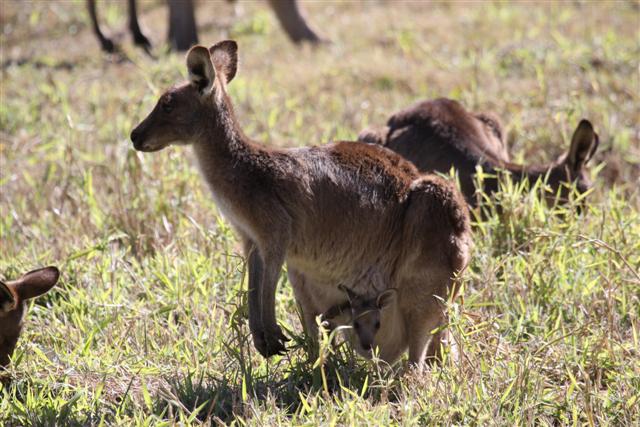 kangaroo and Joey