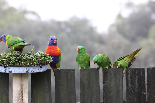 lorikeets