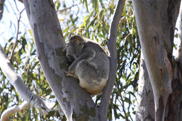 Koala