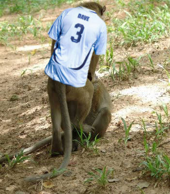 monkey-sex.jpg