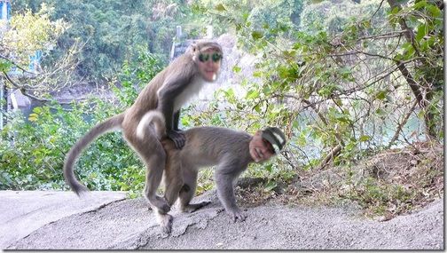 Monkey Porn