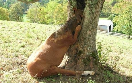Even the Horses are hiding their heads in shame about this thread