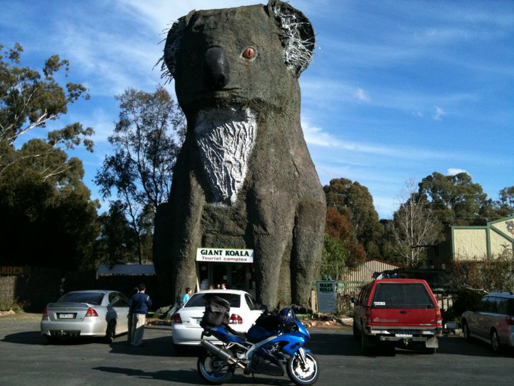 Giant Koala Near Horsham.jpg