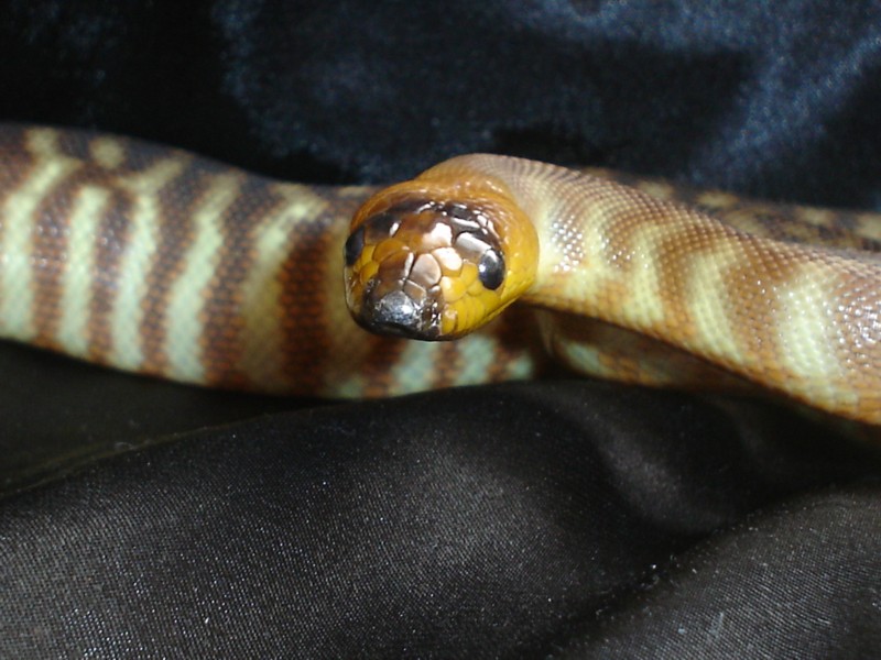 snake