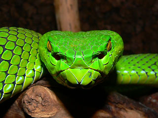 Mekong Viper