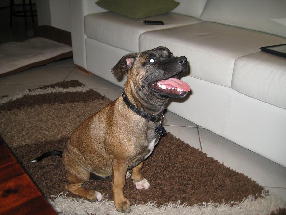 Ozzy 6 mths.JPG