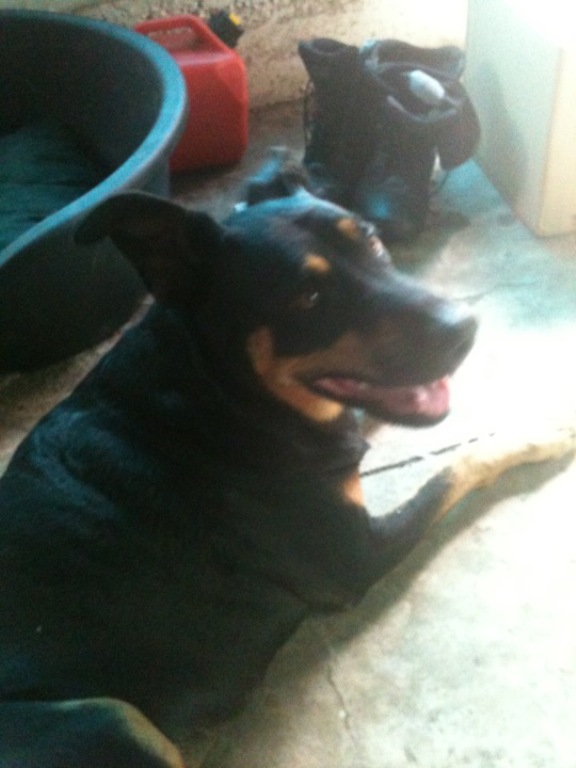 Jessie, Rotty x Best dog I have ever had, 7yrs old.