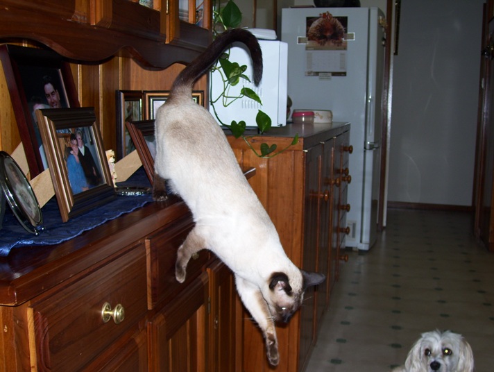 100_0011 - Copy.JPG