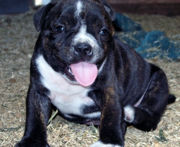 2009_pups-17[1] (640x522).jpg