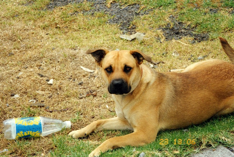 Mischief (aka Missy)