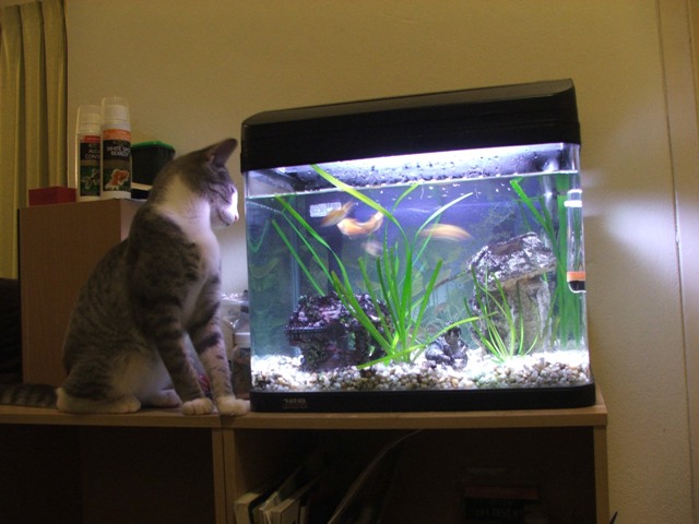 cattank.jpg
