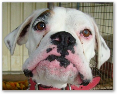 Kehma, 2 year old female boxer