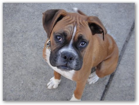 Kahn, 9 month old male boxer