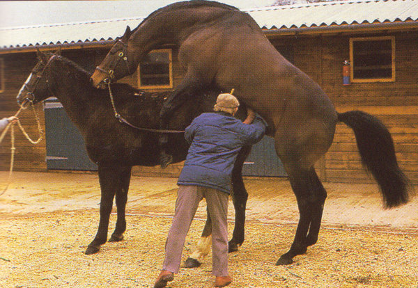 horse-mating.jpg (456.48 KiB) Viewed 1890 times horse-mating.jpg