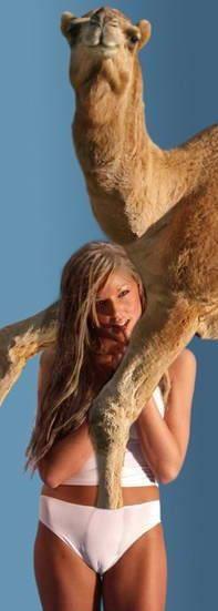 camel.jpg