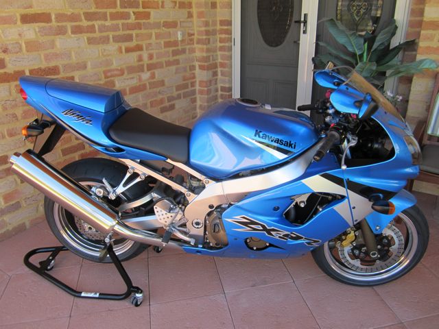 Bluey 1..jpg