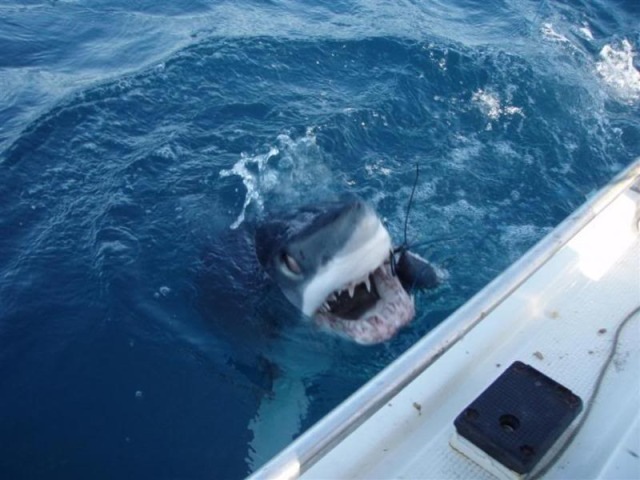 mako 1.jpeg
