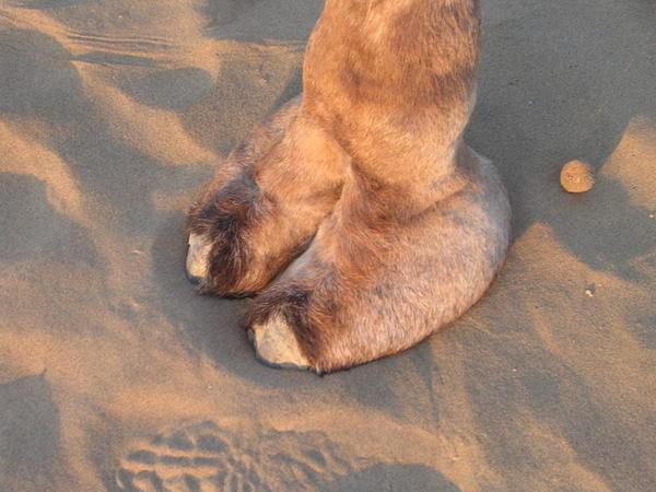 209449-Camel-Toe-0.jpg