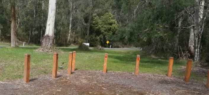 ducks1.jpg