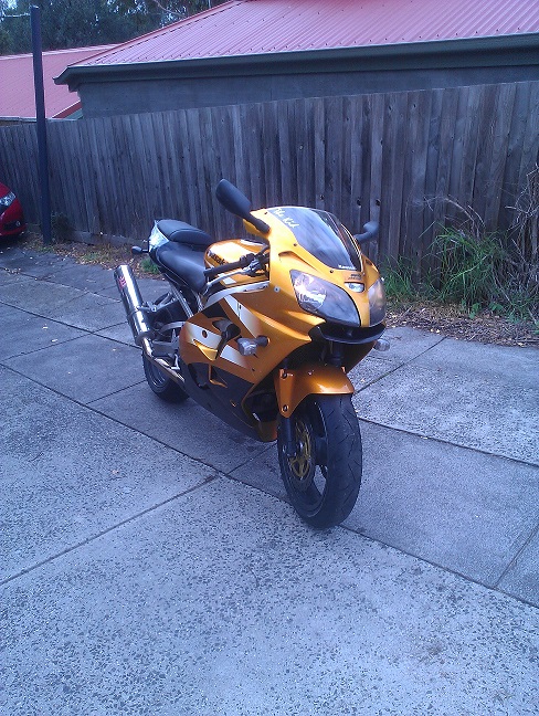 goldie front 1.jpg