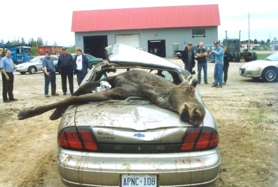 Moose2.jpg